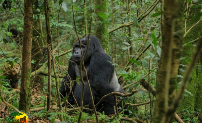 Classic Gorilla & Wildlife Safari (7 Days)