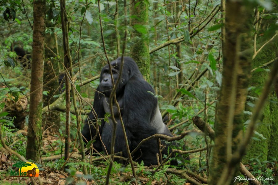 Classic Gorilla & Wildlife Safari (7 Days)